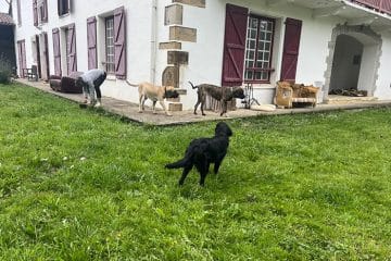 Éducateur Canin Bayonne - Dresseur Chien | Charlotte de Clerck