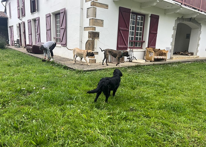 Éducateur Canin Bayonne - Dresseur Chien | Charlotte de Clerck