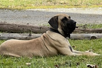 Éducateur Canin Bayonne - Dresseur Chien | Charlotte de Clerck