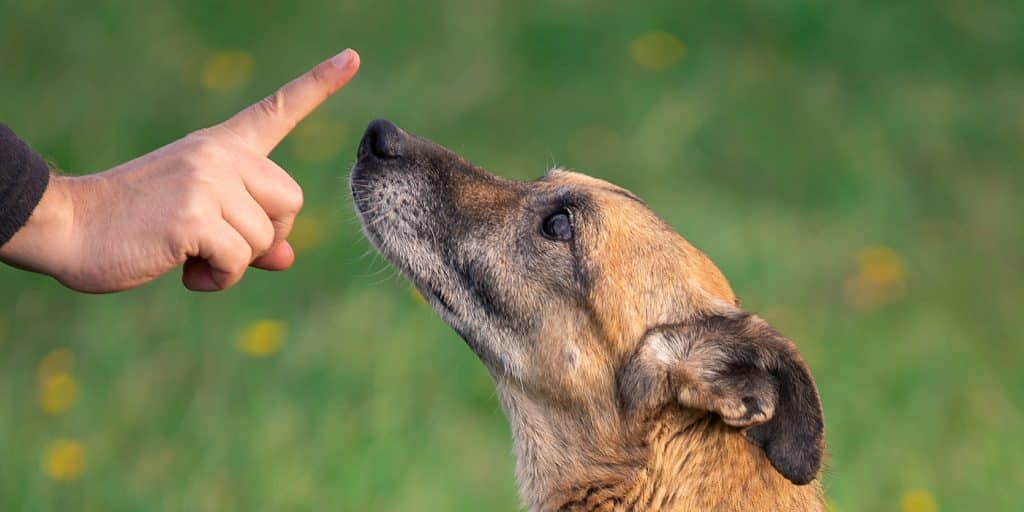 Éducateur Canin Bayonne - Dresseur Chien | Charlotte de Clerck
