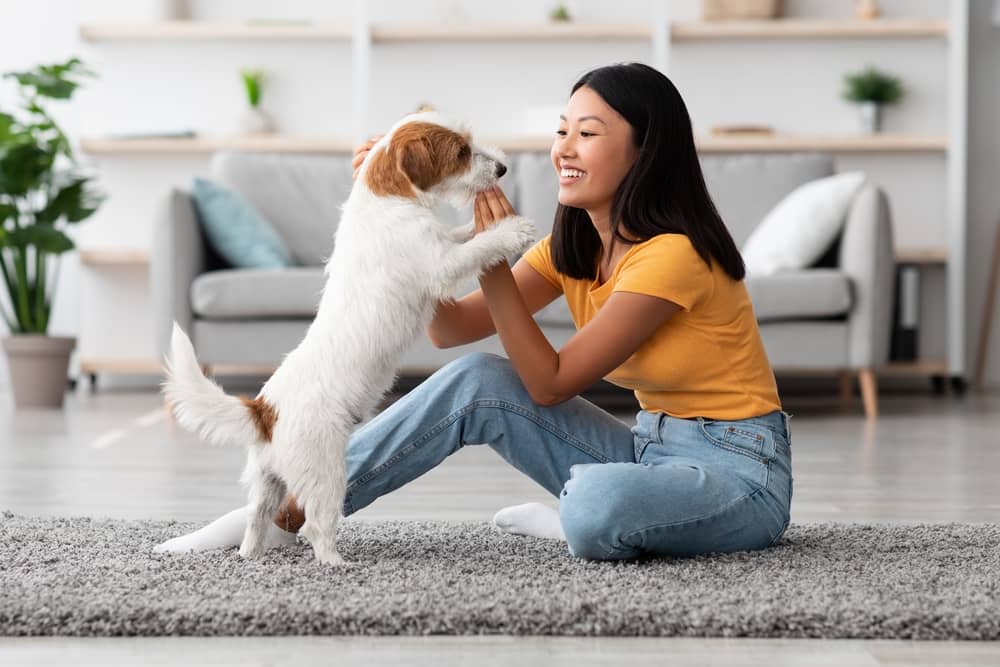 Comportementaliste canin à Bayonne