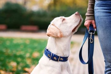 Éducation canine à Bayonne