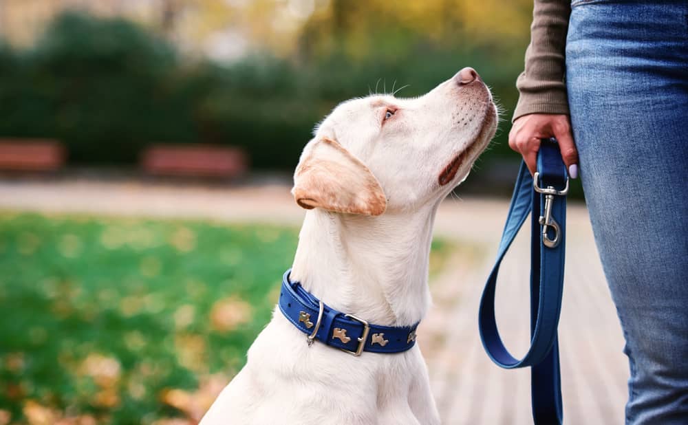 Éducation canine à Bayonne